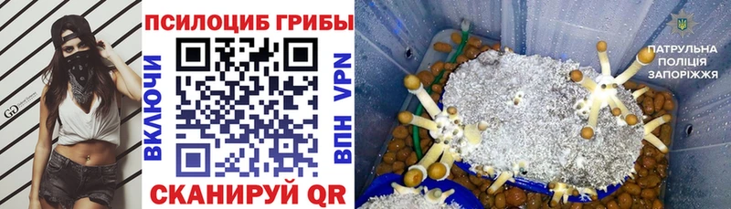 как найти наркотики Феодосия Псилоцибиновые грибы Cubensis